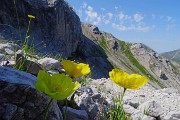 30 Papaver rhaeticum (Papavero dorato) sui macereti del Mandrone